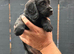 Cocker Spaniel
