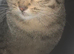 Tabby