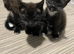 3 Adorable kittens looking for a forever home