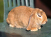 READY NOW! 9 week old female Baby Bunnies