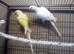 Bonded pair of unrelated Ringnecks