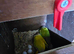 Proven breeding pair Suncheeck conure pair