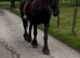 For sale Athena frisian mare
