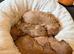 2 handsome male pups left