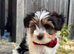 Last Biewer Boy 11 weeks old