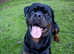 KC Reg Rottweiler For Stud