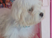 Maltese puppy