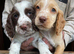 Beautiful cocker puppies , health tested parents