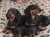dachshund pups