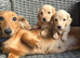 Stud Bolt kc long haired miniature dachshund cream stud
