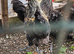 4 cross cockeral's sussex/silkie