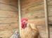 Buff cockerel