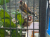 Goldfinch