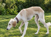 BEAUTIFUL, WELL BRED 10 MONTH OLD DOG PUP