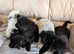 Newfoundland pups for sale beautiful cuddley newfoundland pups for sale