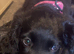 Beautiful puppy URGENT rehome