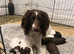 Sprocker puppies for sale