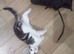Gorgeous kittens available