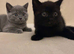 DNA health tested BSH kittens