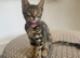 Bengal x Maine coone kittens