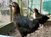 Guaranteed female hybrids