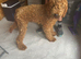Beautiful standard poodle for sale girl