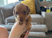 Miniature dachshund