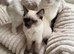 Ragdoll kitten boy
