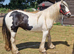 Cob mare