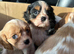 Cavalier King Charles puppies