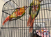 Hand Reared Conures For Sale