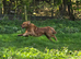 Fox red Golden Retrievers