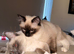 Ragdoll Cat & Kitten