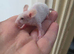 Curly and fancy mice available