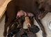 Beautiful Labrador Retriever puppies.