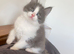 Gorgeous mainecoon x ragdoll
