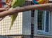 1 male 1 female budgies £30 each