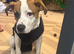 Needs Rehoming to a good home