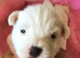 Parson Russell Terriers Cornwall