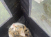 Mum + babies (based Wolverhampton)