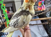 Hand reared baby Cockatiel