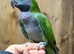 Derbyan parrot