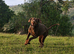 Choc & Tan Dobermann for Stud.
