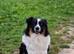 DNA Tested KC Australian Shepherd ️ COI: 1.4% | NATURALLY SHORT TAIL Looking for a handsome Australian Shepherd stud with an exceptional temperament?