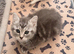 4 beautiful Persian kittens, ready now