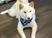 Shiba inu