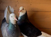 Turkey  d&ouml;nekss  pigeon