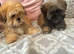Shih Tzu puppies