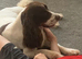 Springer spaniels