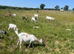 Goats for sale